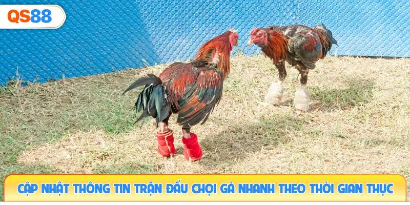 cap-nhat-thong-tin-tran-dau-choi-ga-nhanh-theo-thoi-gian-thuc