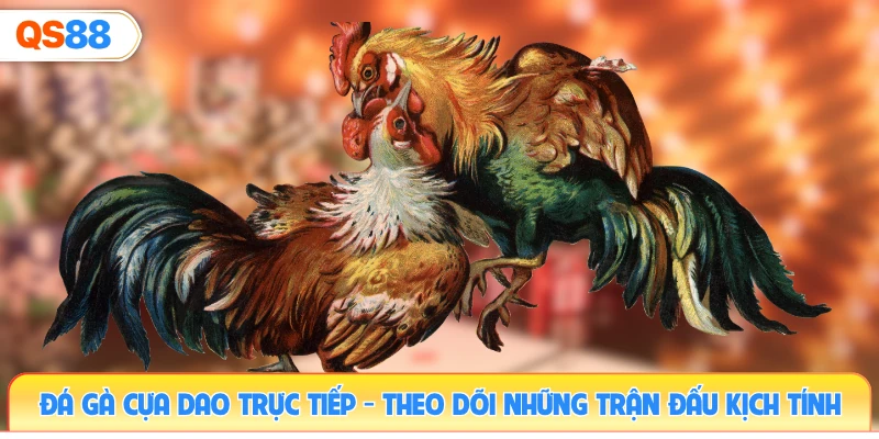 da-ga-cua-dao-truc-tiep-theo-doi-nhung-tran-dau-kich-tinh