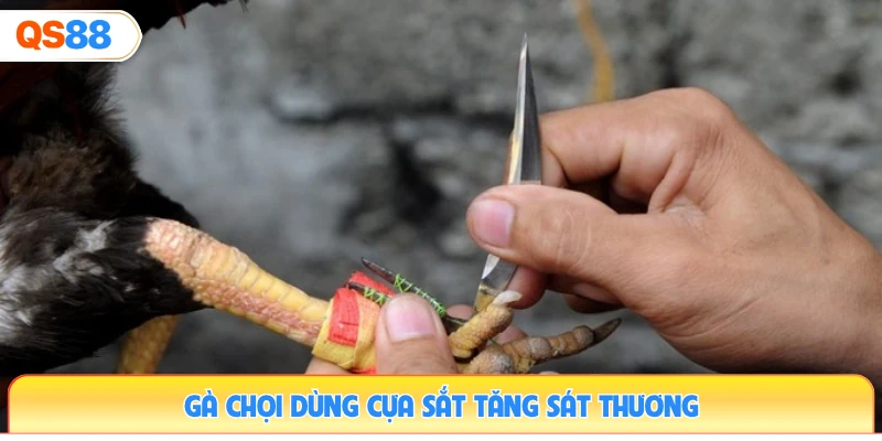 ga-choi-dung-cua-sat-tang-sat-thuong
