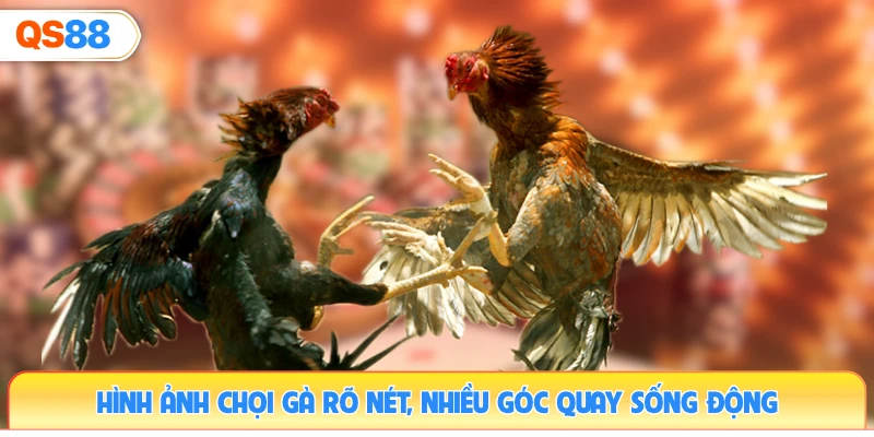 hinh-anh-choi-ga-ro-net-nhieu-goc-quay-song-dong