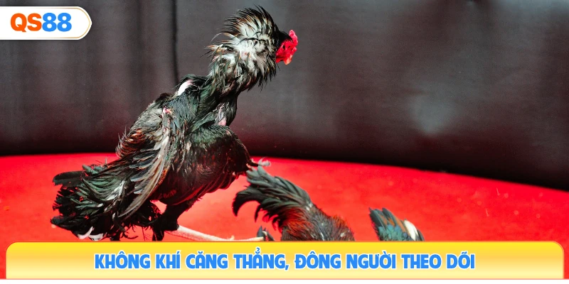 khong-khi-cang-thang-dong-nguoi-theo-doi