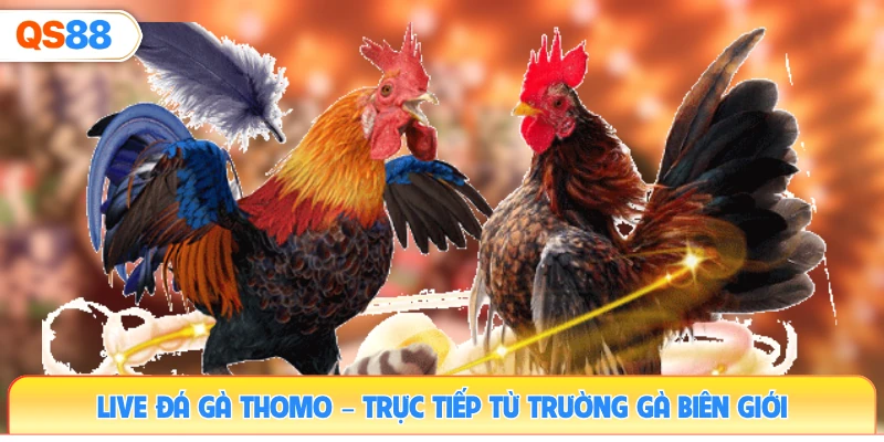 live-da-ga-thomo-–-truc-tiep-tu-truong-ga-bien-gioi