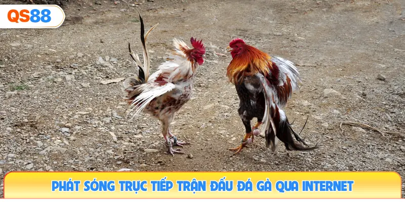 phat-song-truc-tiep-tran-dau-da-ga-qua-internet