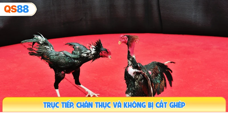 truc-tiep-chan-thuc-va-khong-bi-cat-ghep
