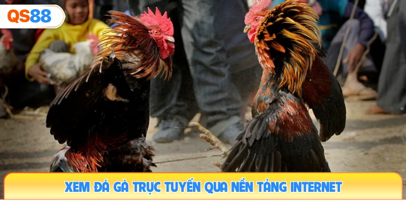 xem-da-ga-truc-tuyen-qua-nen-tang-internet